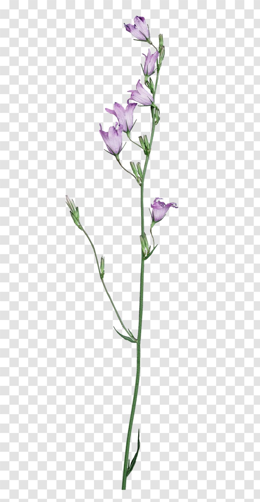 Cut Flowers Plant Stem Flora Idea - Twig - Kiss Me Transparent PNG