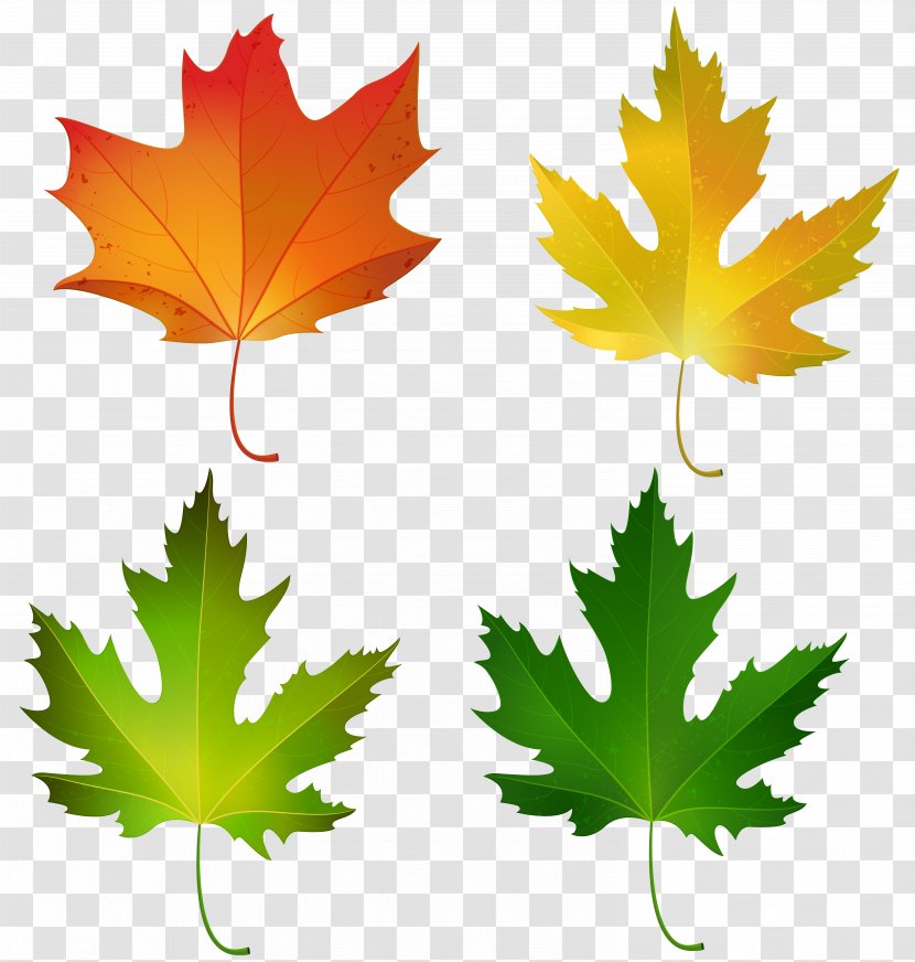 Sugar Maple Leaf Autumn Clip Art - Green - Leaves Transparent PNG