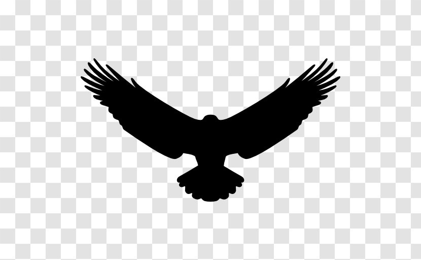 Bird Eagle Transparent PNG