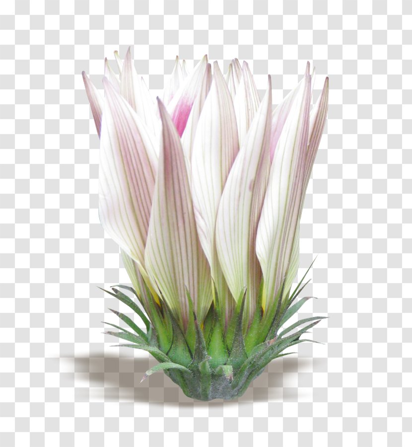 Flower Bouquet Floral Design Sugarbushes - Flowering Plant Transparent PNG