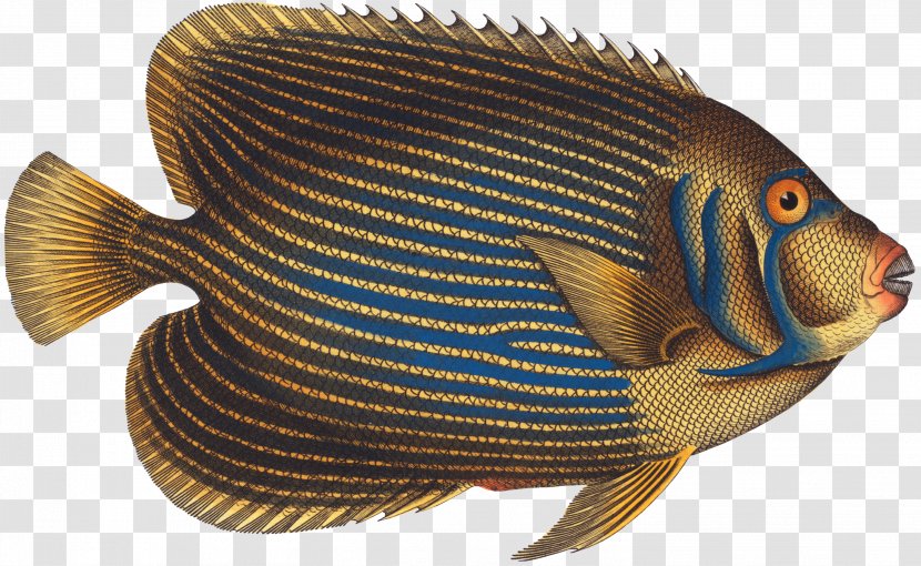 Tilapia Marine Biology Ichthyology Histoire Naturelle Auction Transparent PNG