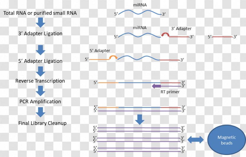 Small RNA Sequencing RNA-Seq Illumina - Brand - Heatmap Rna-seq Transparent PNG