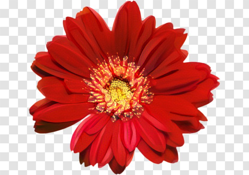Transvaal Daisy Chrysanthemum Cut Flowers Petal - Aster Transparent PNG