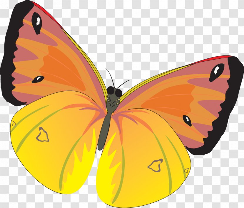 Butterfly Clip Art - Pieridae - Image Transparent PNG