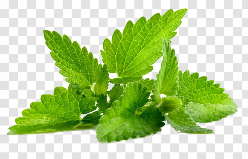 Mentha Spicata Patchouli Peppermint Flavor - Lamiaceae - Mint Transparent Transparent PNG