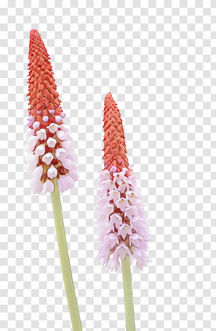 Vine - Herbaceous Plant - Broomrape Transparent PNG