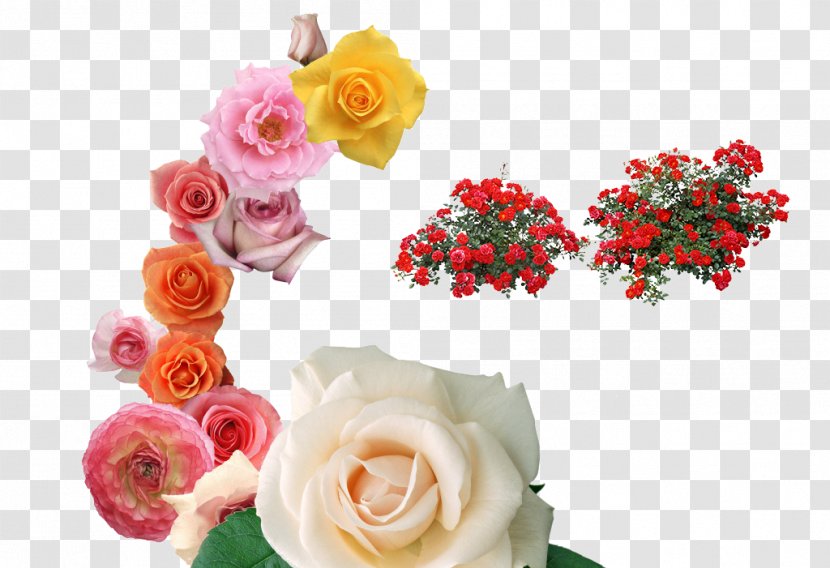 Beach Rose Garden Roses Centifolia Flower - Order - In Bloom Transparent PNG