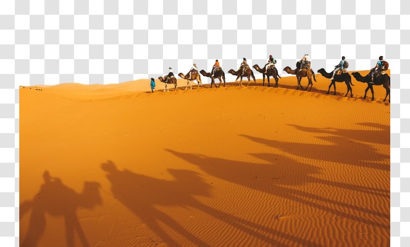 Desert Camel Sahara Natural Environment Sand - Landscape Arabian Transparent PNG