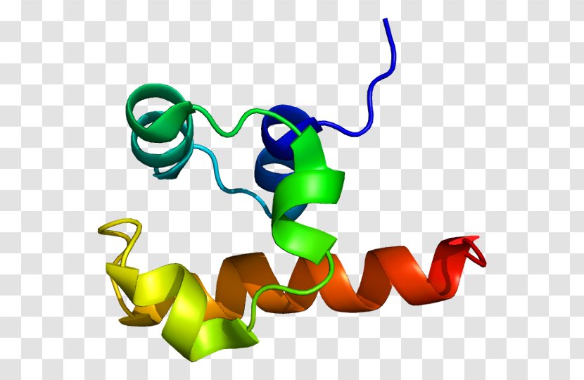 TP63 P53 P63 P73 Family Protein Gene - Cancer - Organism Transparent PNG