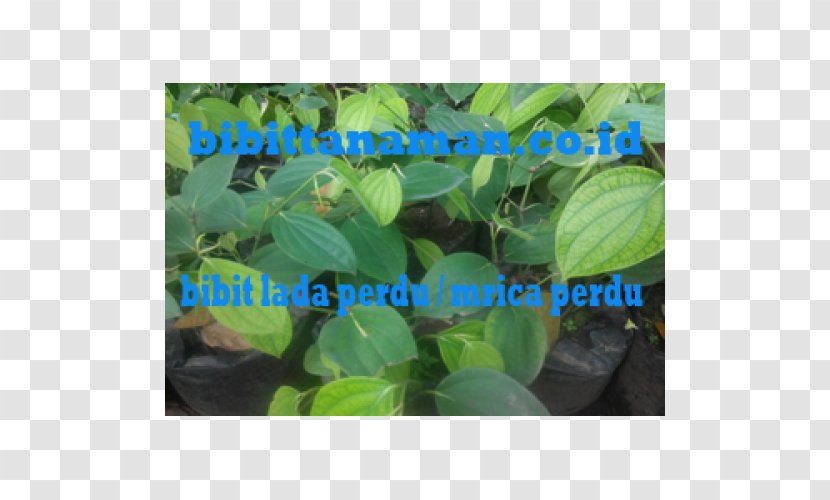 Black Pepper Benih Crop Shrub Agriculture Transparent PNG