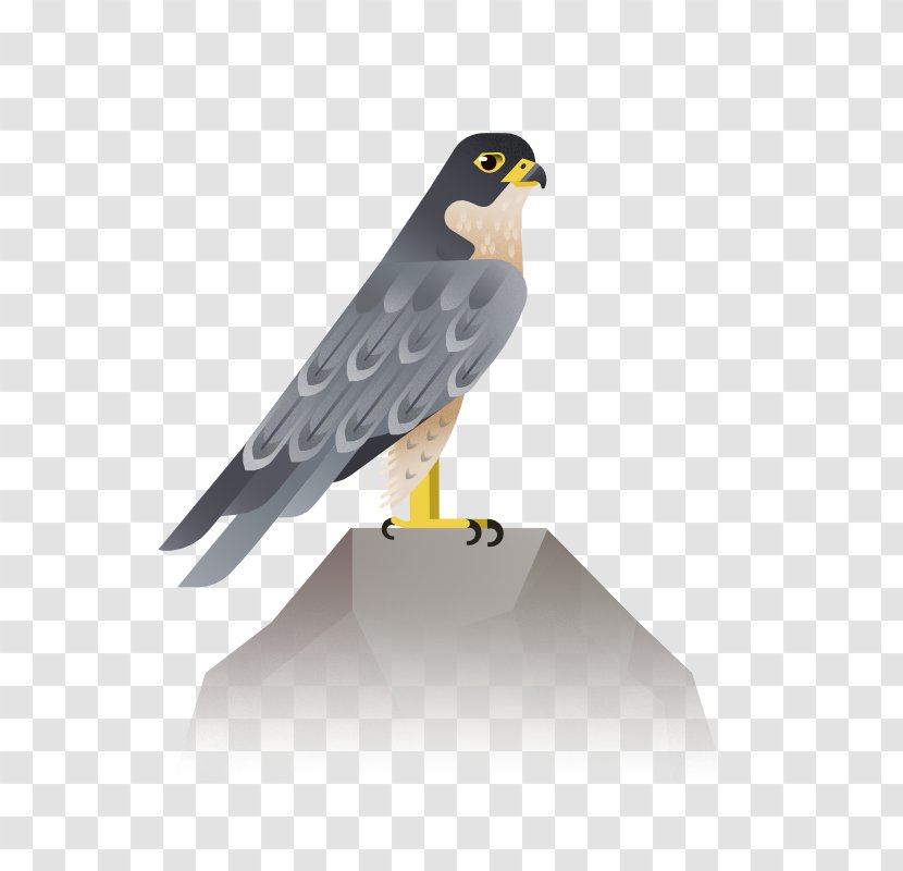 Bird Eagle Hawk Icon - Wing Transparent PNG
