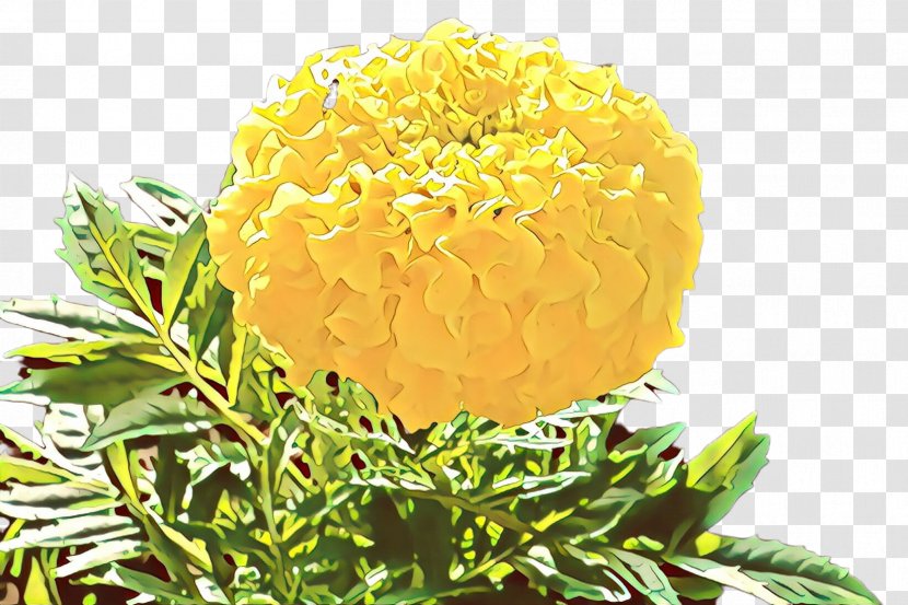 Flowers Background - Pollen - Herbaceous Plant English Marigold Transparent PNG
