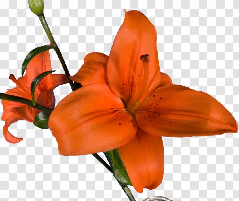 Snakes Orange Lily Red Yellow White - Enhydris - Bercak Filigree Transparent PNG