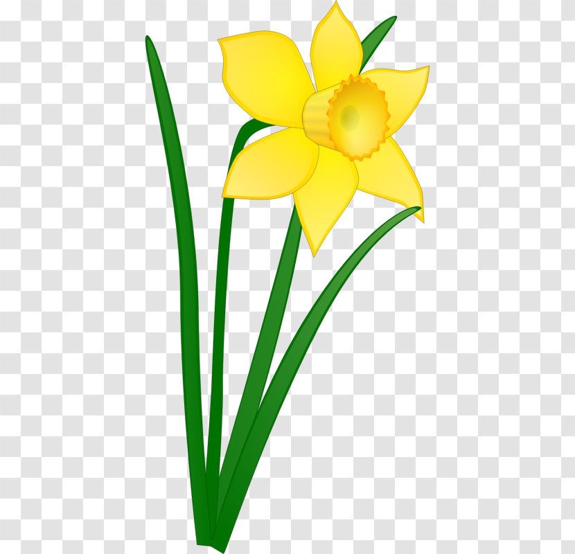 Daffodil Clip Art - Free Content - Daffodils Pictures Transparent PNG