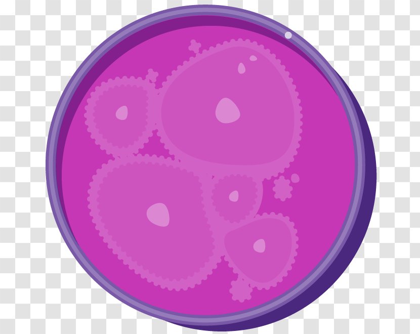 Petri Dishes Stem Cell Petrifilm Petrified Wood - Pink Transparent PNG