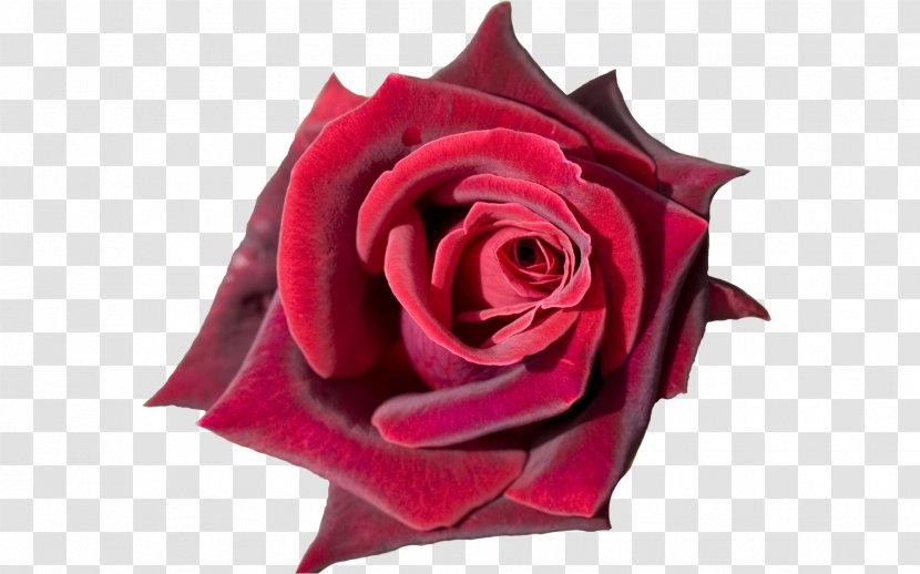 Rose Flower Bouquet Desktop Wallpaper Tulip - Petal - Red Closeup Transparent PNG