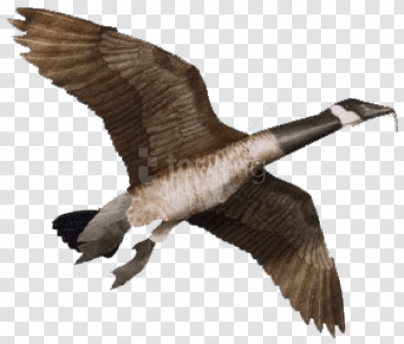 Giant Canada Goose Bird Kite Transparent PNG