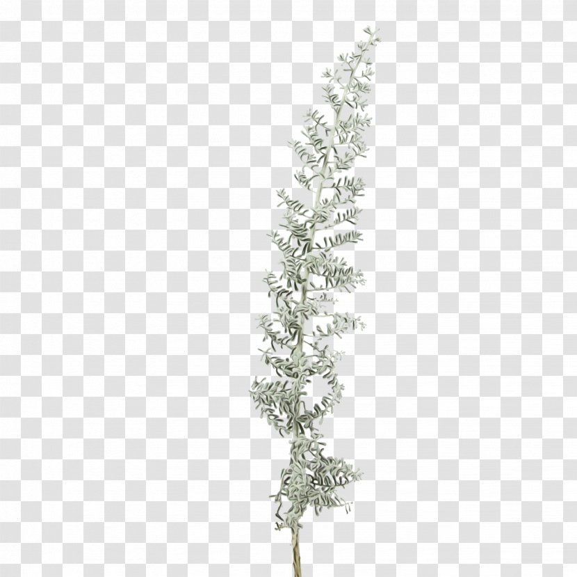 White Tree Plant Twig Branch - American Larch Grass Transparent PNG