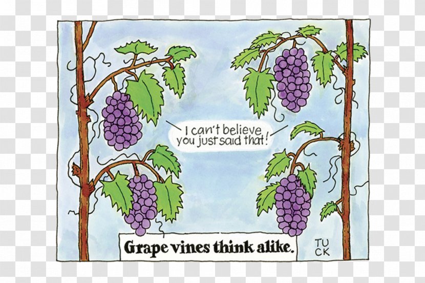 Grapevine Cartoon .com Drawing - Grape Transparent PNG
