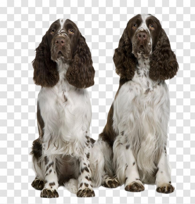 The English Springer Spaniel Welsh Puppy King Charles - Field Transparent PNG