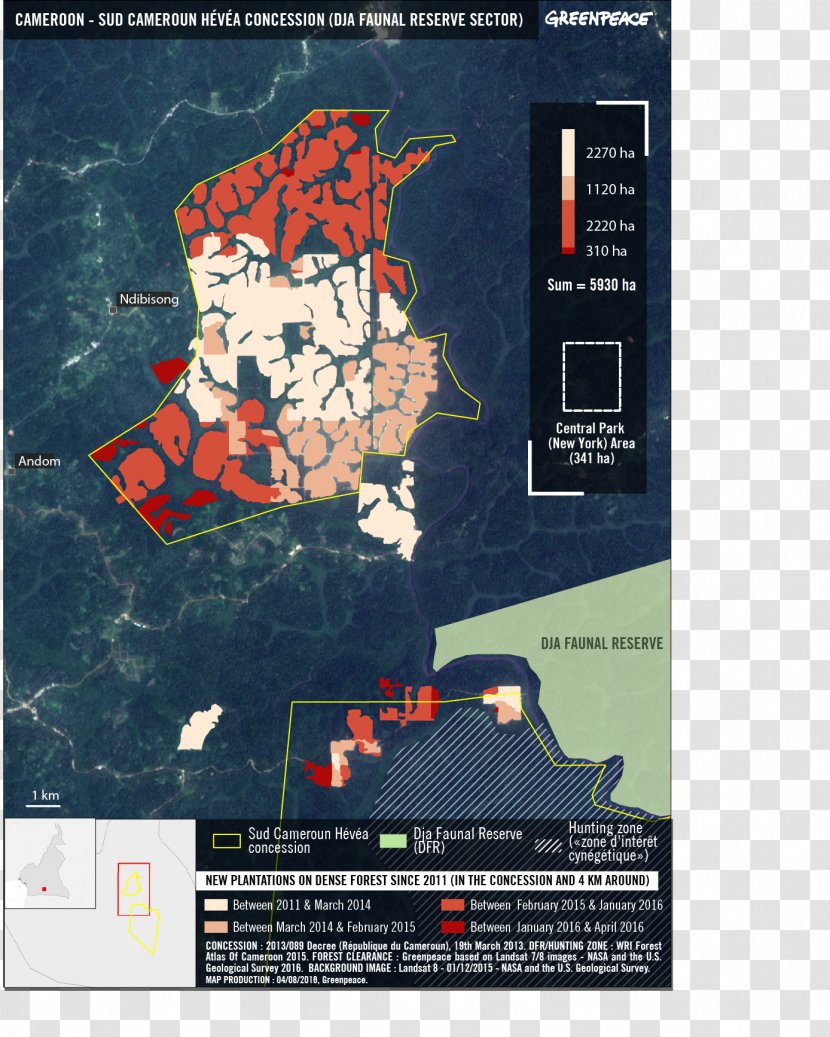 Cameroon Pará Rubber Tree Plantation Forest Greenpeace Transparent PNG