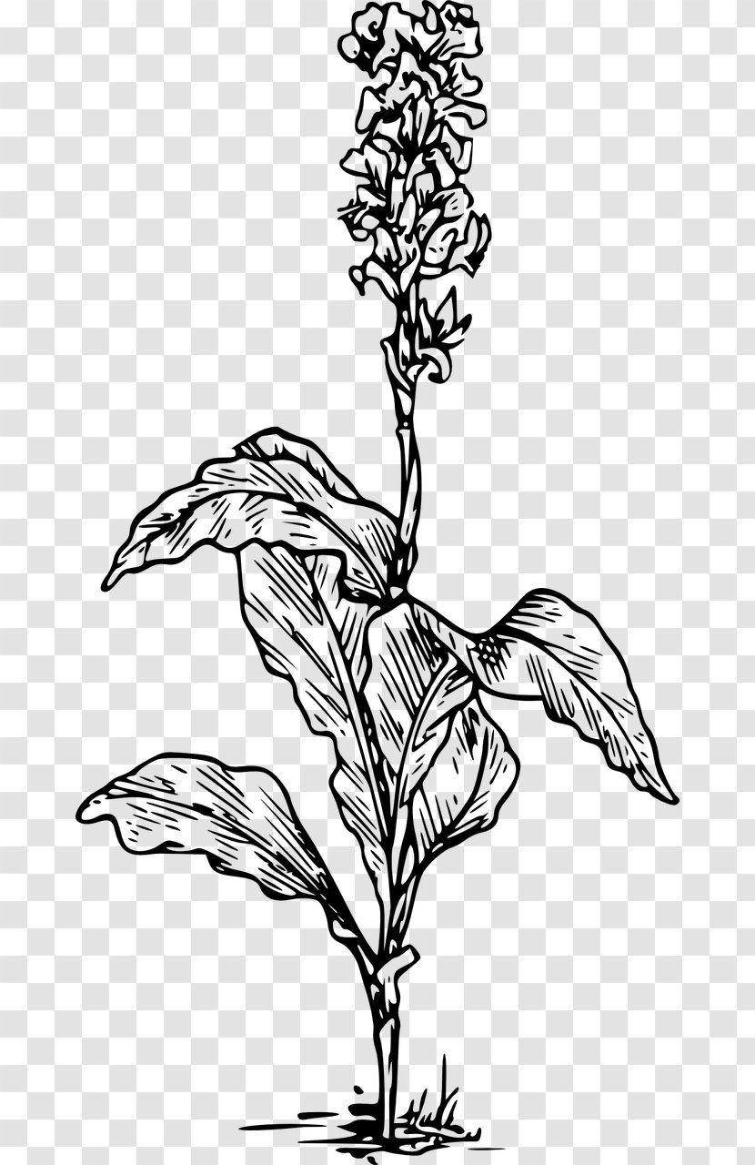 Drawing Canna Clip Art - Flower Transparent PNG