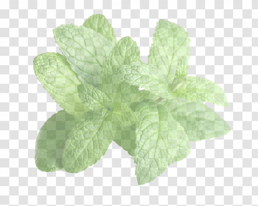 Leaf Plant Flower Herb Flowering - Petal Basil Transparent PNG