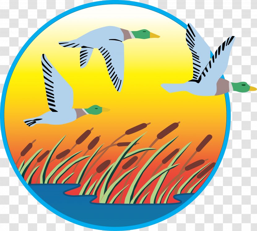 Clip Art Swans Logo Illustration Image - Feather - Duck Transparent PNG