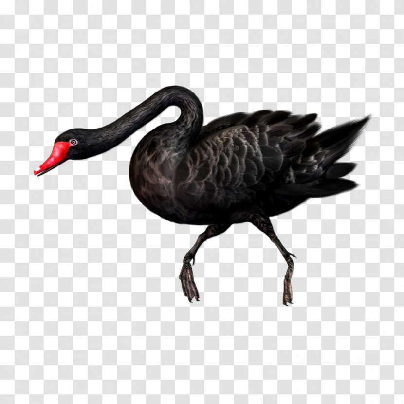 Black Swan Bird Clip Art - Cygnini - Animal Transparent PNG
