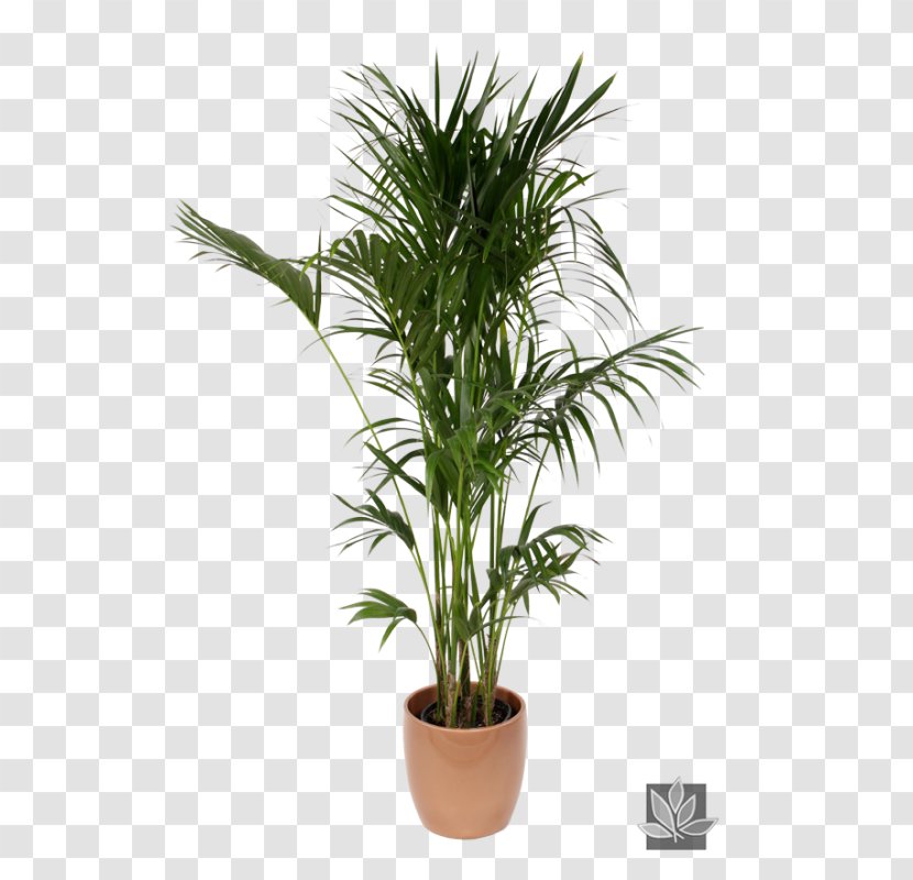 Howea Forsteriana Chamaedorea Elegans Arecaceae Plant Interscapes - Chinese Evergreens - Plants Transparent PNG
