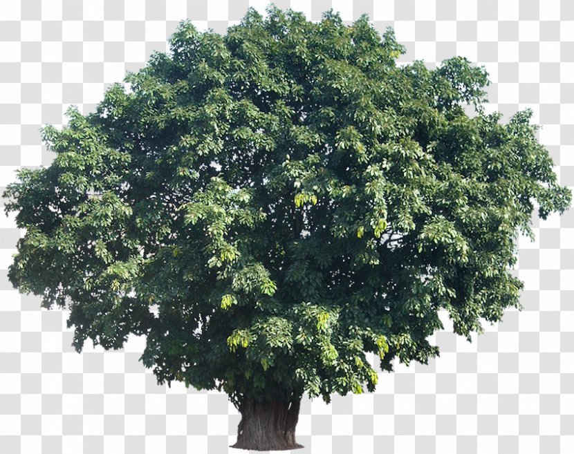 Tree Woody Plant Tropics Bilimbi - Fig. Transparent PNG