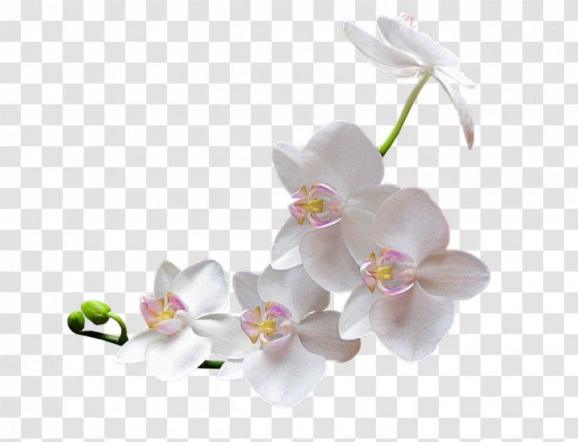 Orchids Clip Art - Liveinternet - Mystique Transparent PNG
