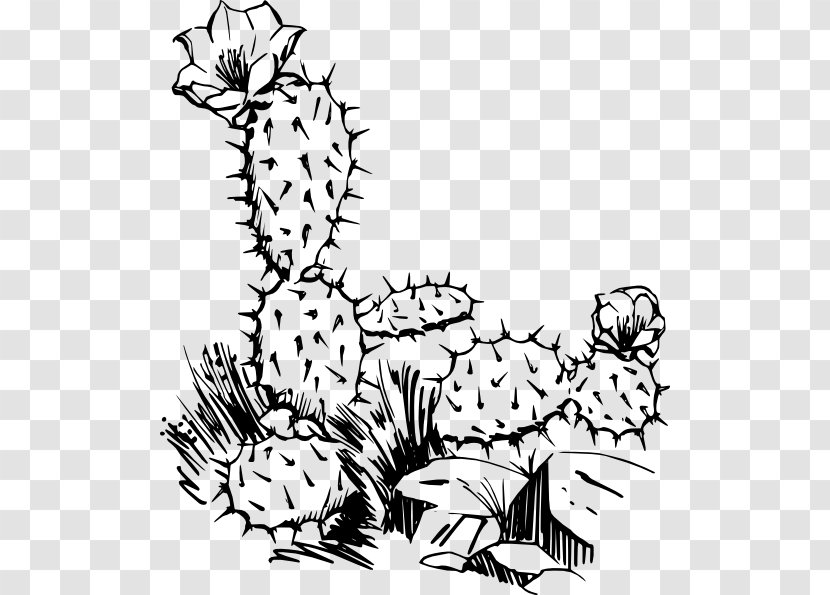 Succulents And Cactus Cactaceae Saguaro Clip Art - Mammal - Succulent Border Transparent PNG