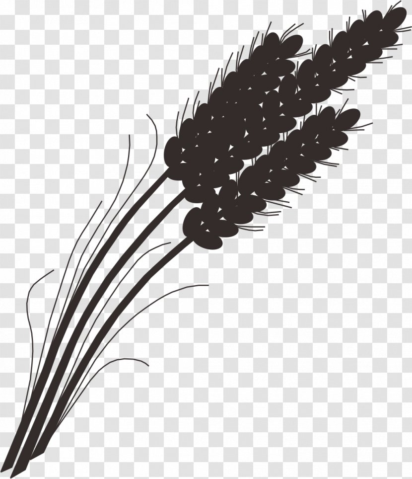 Rice Gadu Barley Wheat Paddy Field - Feather Transparent PNG