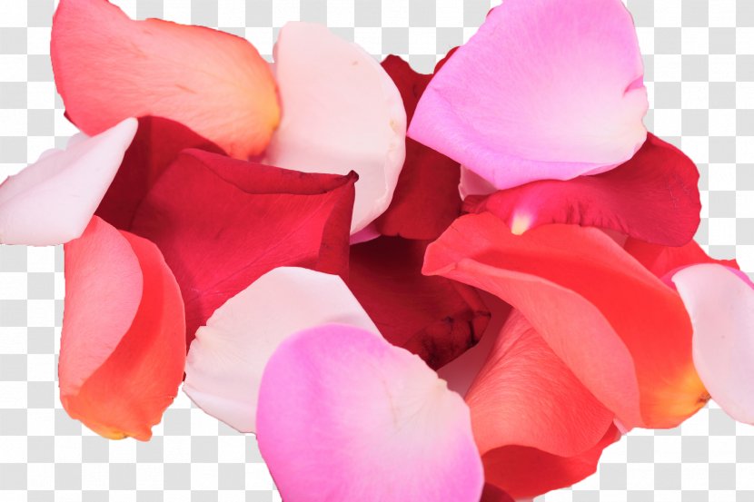 Petal Flower Garden Roses .de Desktop Wallpaper - Flowering Plant Transparent PNG