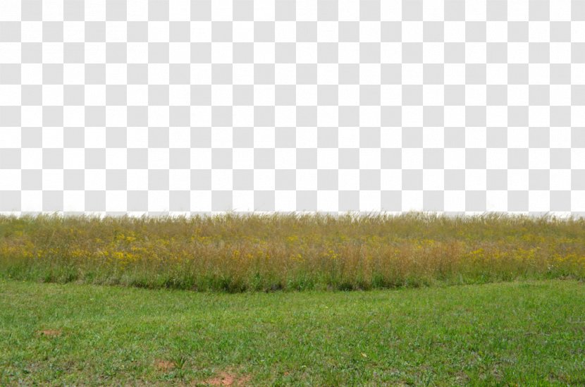 Stock Photography Grassland Pasture Grasses - Ecoregion - Grass Transparent PNG