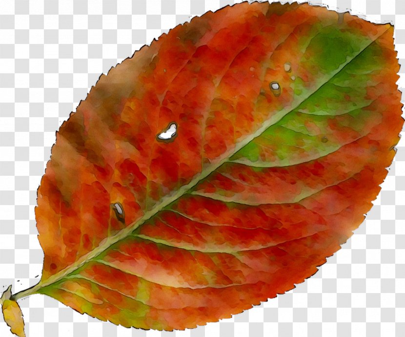 Leaf - Plant - Autumn Transparent PNG