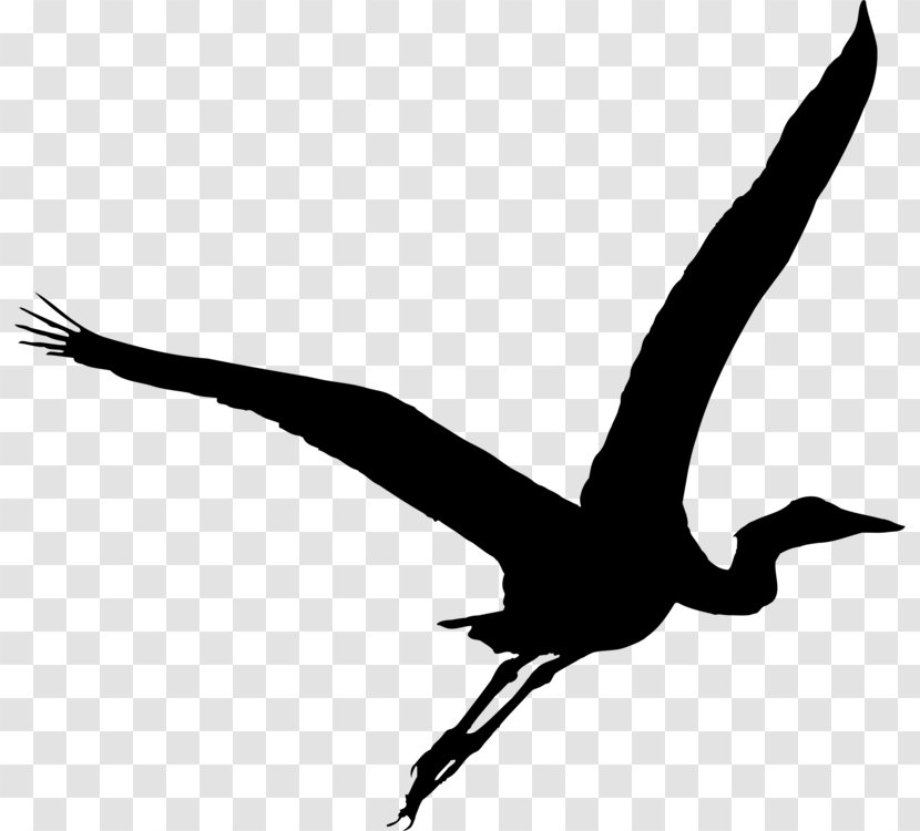 Crane Bird - Stork - Goose Cranelike Transparent PNG