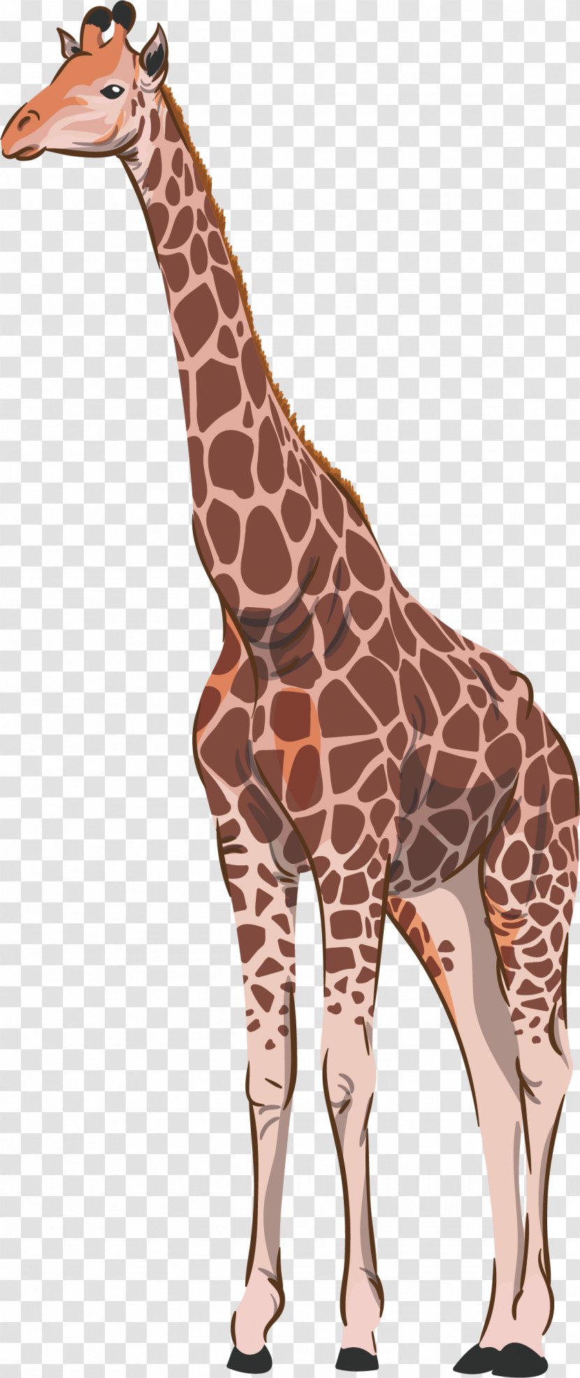 Northern Giraffe Common Ostrich Animal - Mammal - Brown Vector Transparent PNG