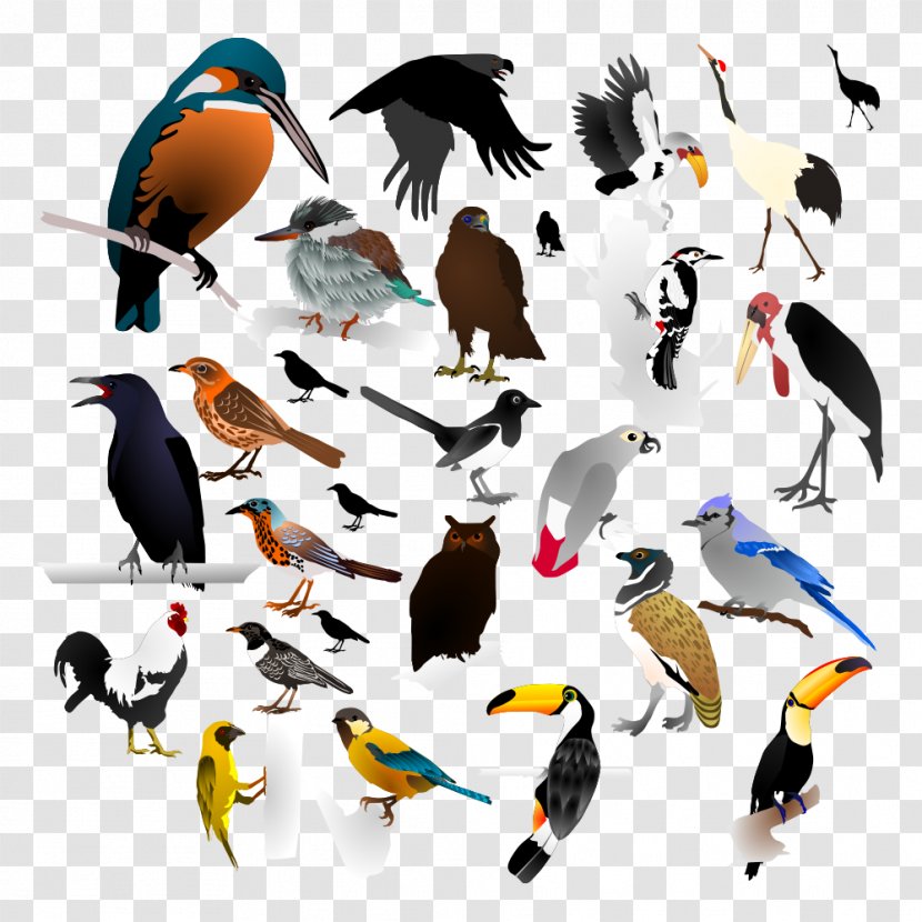 The Birds - Beak - Royalty Free Transparent PNG