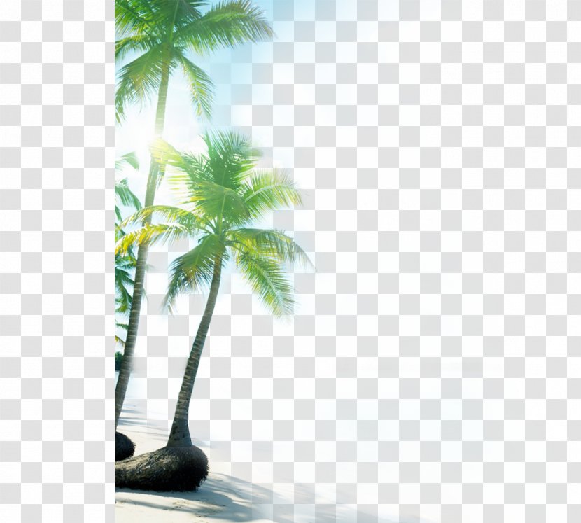 Las Terrenas Beach Ocean Beauty Sea - Hotel - Sandy Coconut Tree Transparent PNG