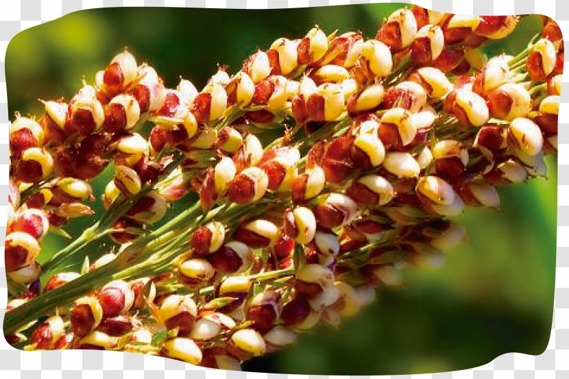 Quinoa Plant Pseudocereal Seed - Cultivation Transparent PNG
