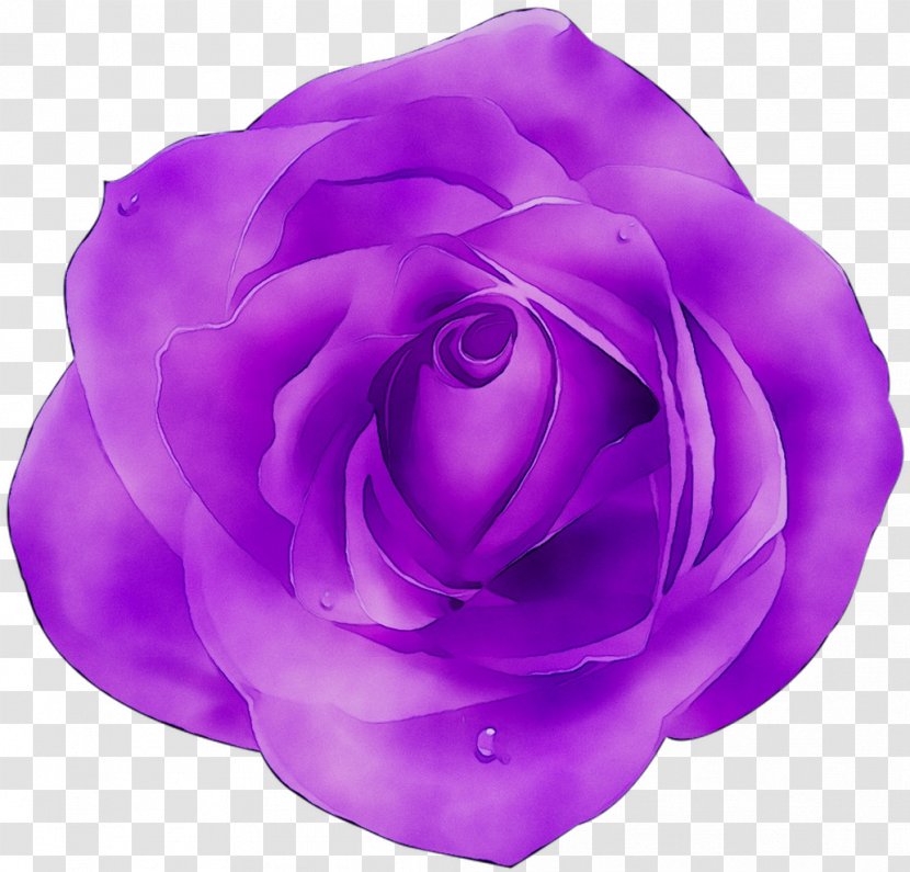 Garden Roses Cabbage Rose Violet Color Pink - Flower - Plant Transparent PNG