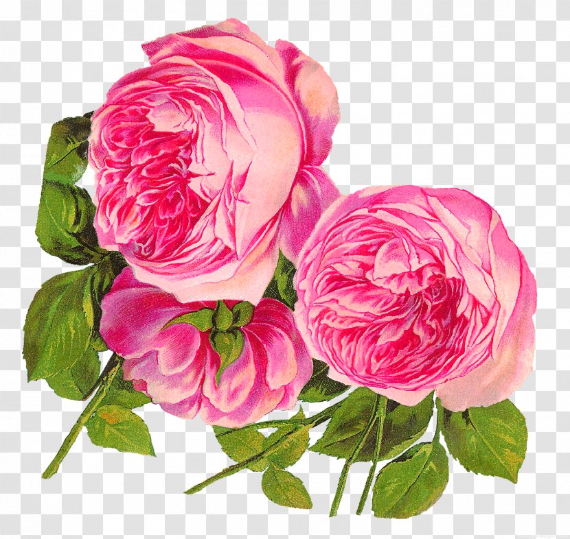 Clip Art Rose Pink Flowers Image - Order Transparent PNG