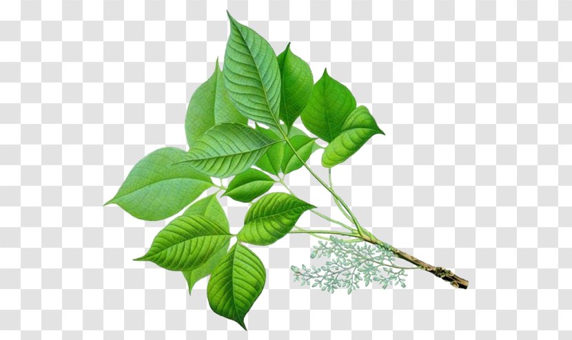 Leaf Plant Flower Tree Woody - Twig Stem Transparent PNG