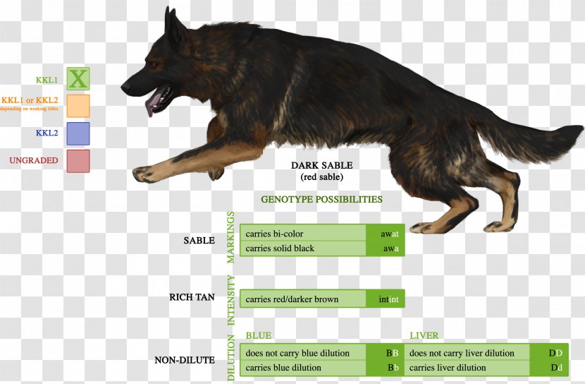 German Shepherd Dog Breed Shiloh Puppy English Toy Terrier - Border Collie Transparent PNG