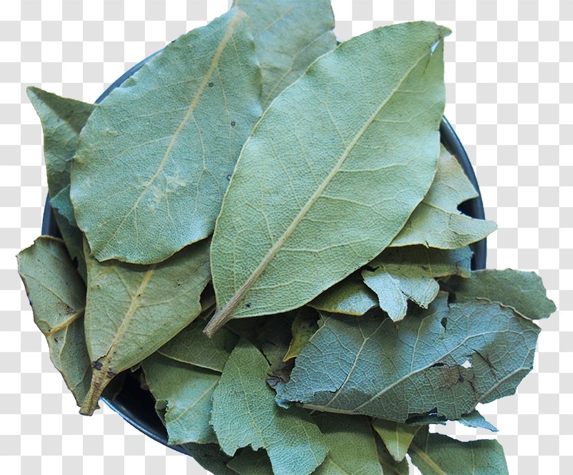 Mediterranean Cuisine Bay Leaf Herb Spice Laurel - Thymes - BAY LEAVES Transparent PNG