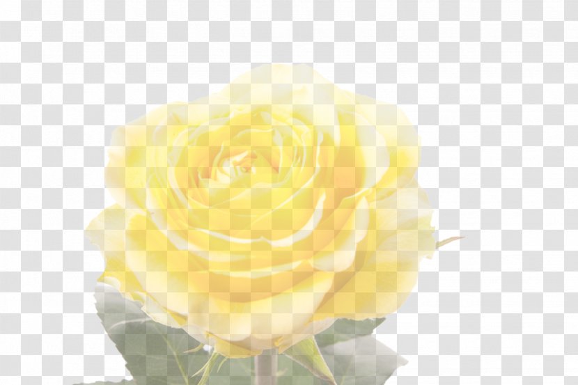 Rose Desktop Wallpaper Yellow Display Resolution - Garden Roses Transparent PNG