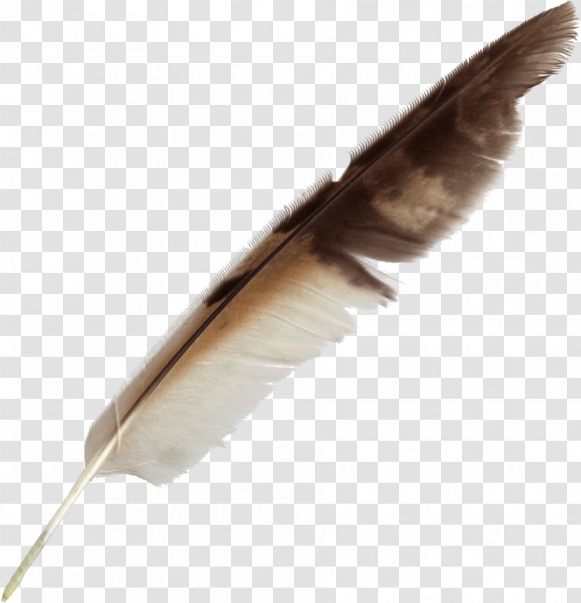 Feather Bird Quill Pen - White Transparent PNG