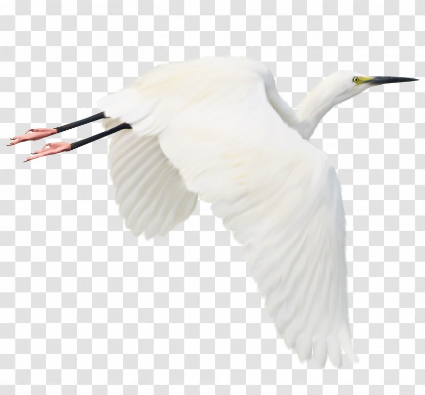 Bird Heron White Stork Egret - Neck - Crane Transparent PNG